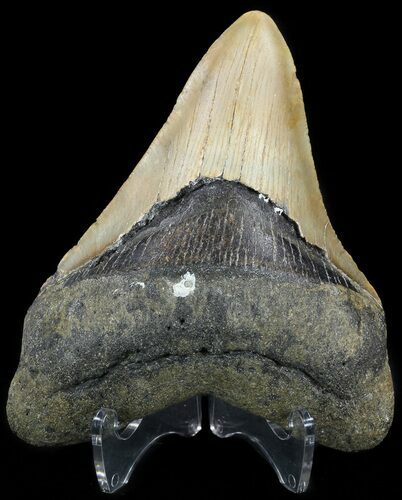 Megalodon Tooth - North Carolina #49531
